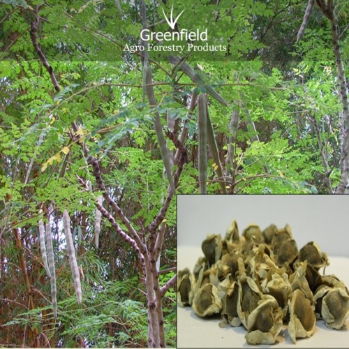 Munga tree seeds ( moringa oleifera )